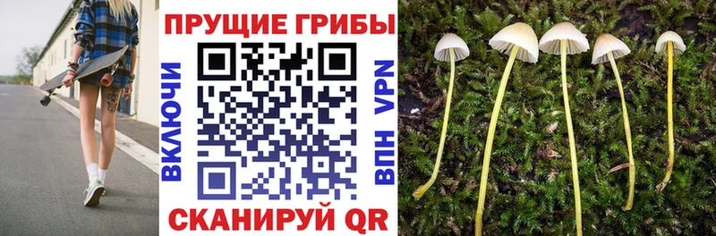 Купить закладки  Гдов  Галлюциногенные грибы GOLDEN TEACHER 